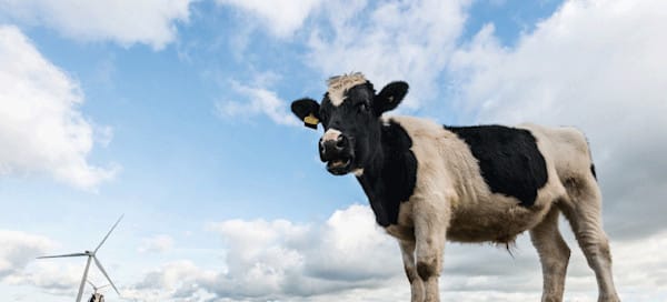 Blog Hero: The History of Chapman Ranch